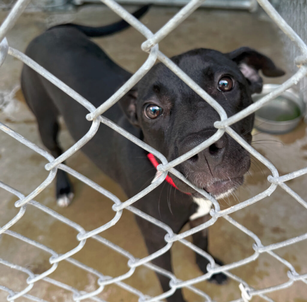 Welcoming a New Online Home for the Franklin County Humane Society